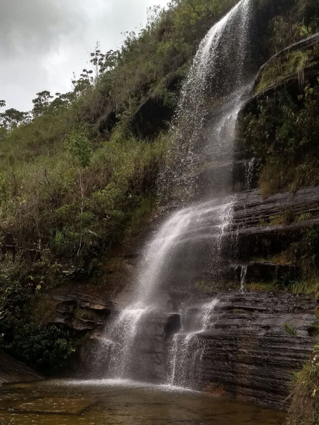 cabeça de boi